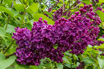 Closeup of SYRINGA vulgaris 'Souvenir de Louis Spaeth' flowering on large shrub with leaves in background © Steve