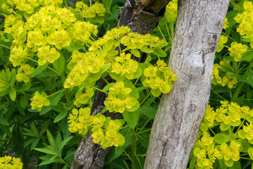 Overhead close up of yellow green Euphorbia palustris (Marsh Spurge) flower bracts. growing through weathered wooden supports. - obrazy, fototapety, plakaty