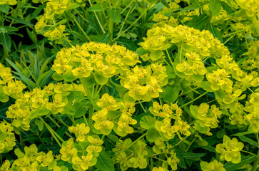 Close up overhead of yellow green EUPHORBIA palustris (Marsh Spurge) flower bracts. Leaves in...