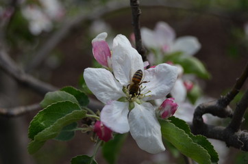 Obraz premium baharın gelişiyle çiçekler ve bahçe 