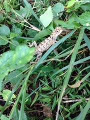 green caterpillar on a leaf