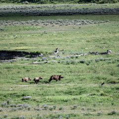 Grizzly Bear and Cubs Run Across Open Field