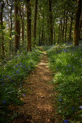woodland path through bluebell meadow