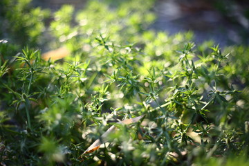 Close up Green Parsley