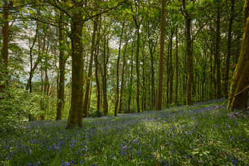 Obraz premium wild bluebell closeup beauty scene 
