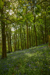 Obraz premium Bluebell woodland wild meadow spring time scene high peak