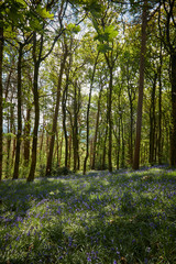 Fototapeta na wymiar Bluebell woodland wild meadow spring time scene high peak