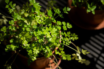 parsley plant in a pot