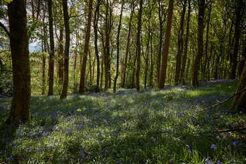 Bluebell woodland wild meadow spring time scene high peak