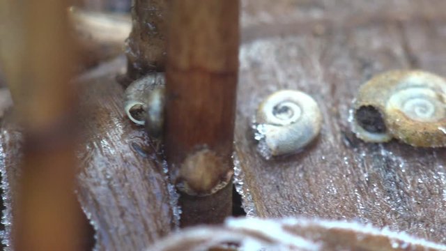 Sinks in shallow water lie on reeds in winter with snow. Sphincterochila boissieri is species of air-breathing land snail,  terrestrial pulmonate gastropod molluscs in family Sphincterochila