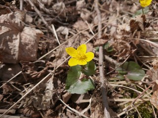 Image of one yellow single flower blooming in early spring