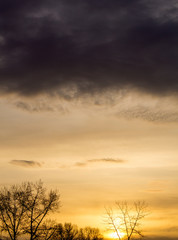 tree on orange dawn background