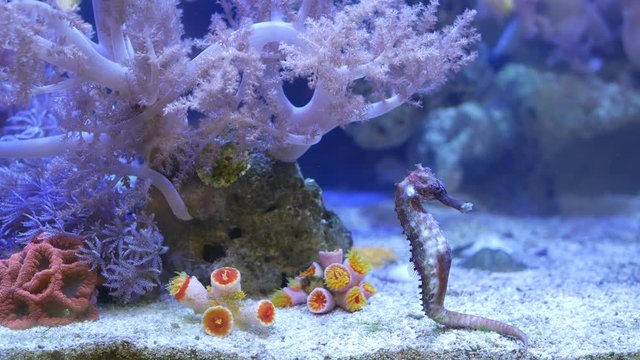 Seahorse amidst corals in aquarium. Close up seahorses swimming near wonderful corals in clean aquarium water. Marine underwater tropical exotic life natural background