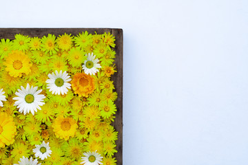 yellow flowers on a white wall