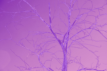 abstract violet; pink and purple colors background for design