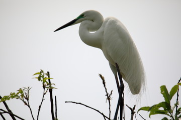 중대백로가 보이는 아름다운 풍경