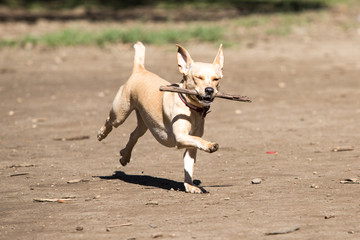 Dog turns can playing with a stick