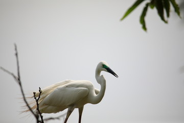 중대백로가 보이는 아름다운 풍경