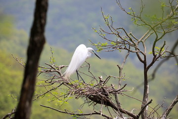 중대백로가 보이는 아름다운 풍경