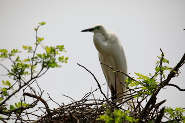중대백로가 보이는 아름다운 풍경