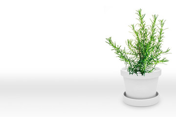 Herbal rosemary plant on vase (pot) isolated on white