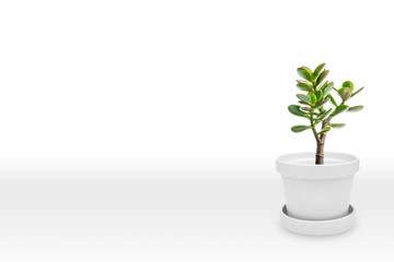 Suculent plant on vase isolated on white background vase ornament