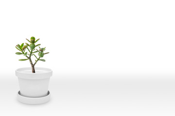 Suculent plant on vase isolated on white background vase ornament
