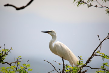 중대백로가 보이는 아름다운 풍경