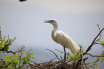 중대백로가 보이는 아름다운 풍경