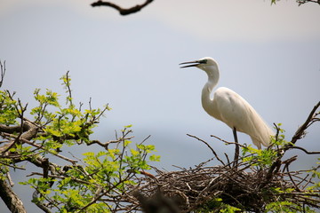 중대백로가 보이는 아름다운 풍경