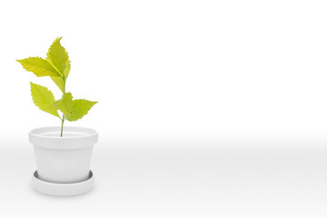 Green plant on White Pot (vase), Isolated on White