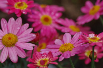 Obraz premium ピンクのマーガレット