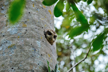 Cuban pigmy owl looking out from its home in the tree trunk