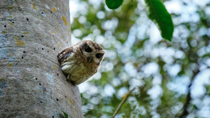 Cuban pigmy owl looking out from its home in the tree trunk
