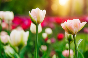 Flowers close-up. Macro dew on the petals of a plant. spring flowering. Blooming tulip in  gardens in springtime. Summer freshness. Allergy to pollen.