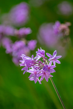 Tulbaghia violacea plant specie, flower close-up, also known as society garlic, indigenous to southern Africa and widely cultivated as garden plant.