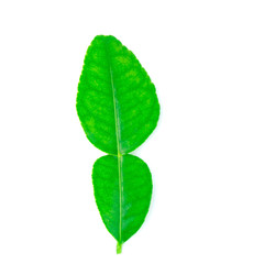 Macro Bergamot leaf isolated on white background. Clipping path.