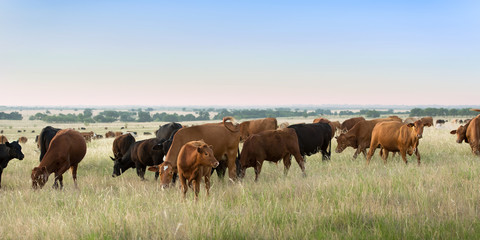 Cow and calf pairs grazing on pasture land before calves are weaned - obrazy, fototapety, plakaty