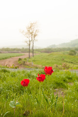 朝靄の農場の傍に咲く赤いチューリップ