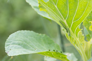 Eruca of a white cabbage butterfly, Pieris brassicae