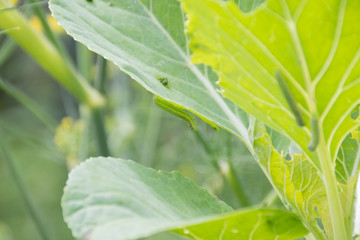 Eruca of a white cabbage butterfly, Pieris brassicae