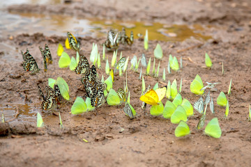 Group of yellow butterflies on the ground in the forest at rural Thailand. Close up of butterflies searching for food on the ground.