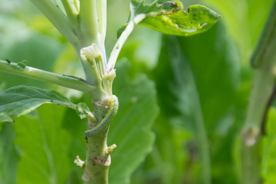 Raupenkot Bilder Durchsuchen 301 Archivfotos, und