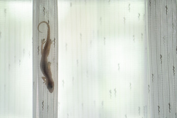 House Gecko hiding at curtain. Wall gecko, House lizard or Moon lizard is native of Southeast Asia.