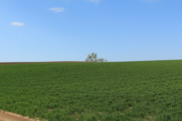 green field and blue sky in Biei of Hokkaido
