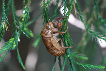 cicada shell on a leaf
