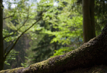 Old tree mossy roots at park path in natural dark green forest  scenery woodlands background