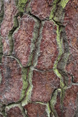 bark texture of pine tree