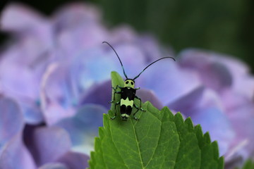 Long horned beetle and hydrangea
