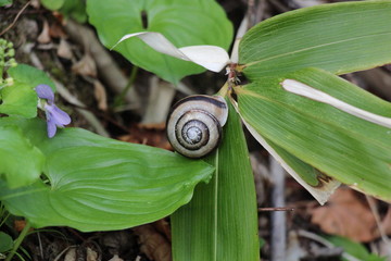 snail on a leaf during the rainy season